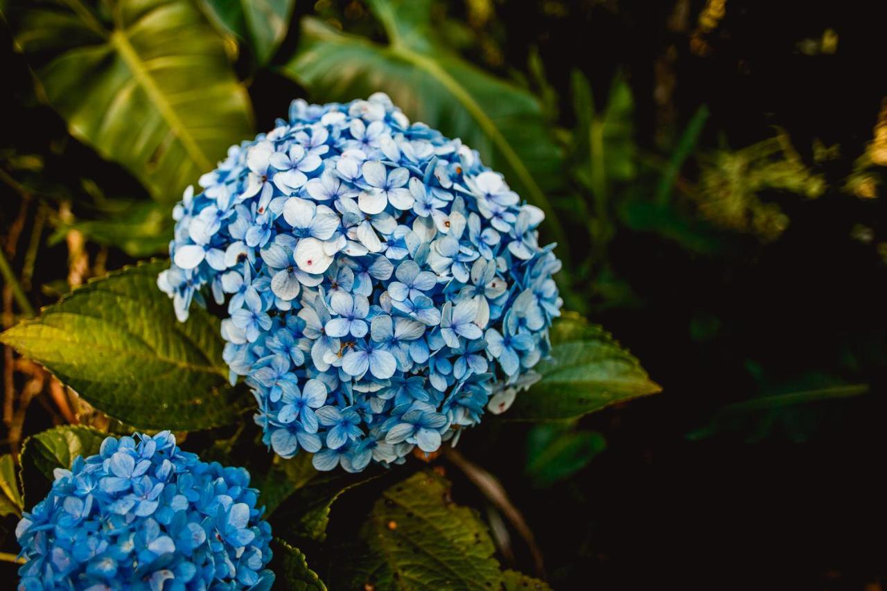 Sitio Das Hortensias Chales Conceição da Ibitipoca Bagian luar foto
